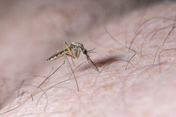 Closeup of a mosquito biting a man's arm