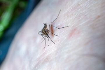 Closeup of a mosquito biting a man's arm