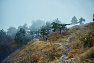 A solitary figure ascending a misty hill surrounded by tranquil forest on a foggy morning