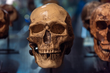 Cráneo de homo sapiens, calavera, evolución del ser humano