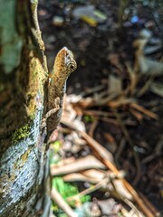 The village cekibar is a flying lizard, known by the Latin name Draco volans Linnaeus