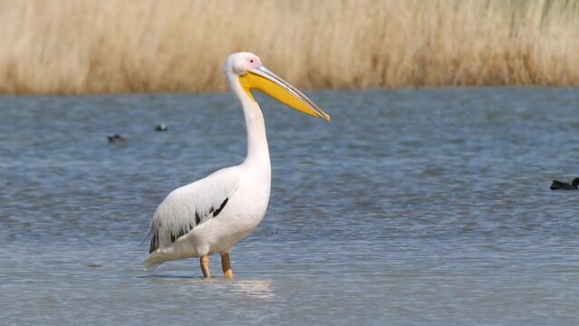 Wildlife - Birds. The great white pelican (Pelecanus onocrotalus) lives and nests in colonies in fish-rich fresh lagoons, marshes and shallow sea coasts. They usually feed on fish and amphibians.