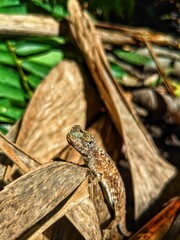 The village cekibar is a flying lizard, known by the Latin name Draco volans Linnaeus