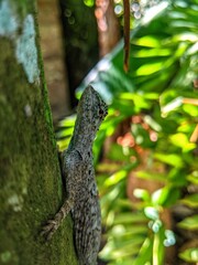 The village cekibar is a flying lizard, known by the Latin name Draco volans Linnaeus