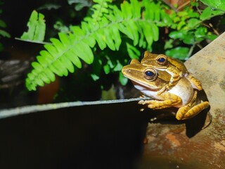 Forest frogs mating in the rainy season