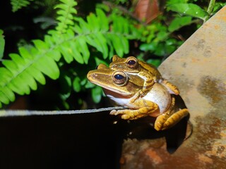 Forest frogs mating in the rainy season