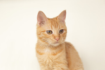 Portrait of a ginger cat on a white background