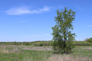 Lone cottonwood tree at Middlefork Savanna in Lake Forest Illinois in spring