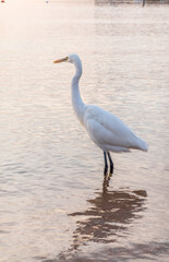 Great egret (Ardea alba), a medium-sized white heron fishing on the sea beach