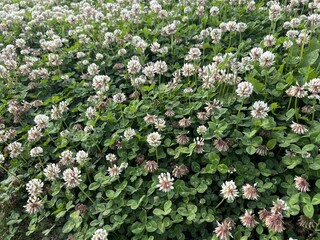 white flowers in the garden