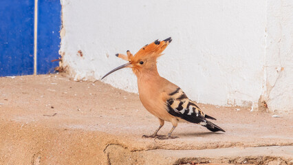 Eurasian hoopoe or Common hoopoe (Upupa epops) bird close-up on the ground © Dmitrii Potashkin