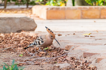 Eurasian hoopoe or Common hoopoe (Upupa epops) bird close-up on the ground © Dmitrii Potashkin