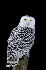 Owl isolated on black. Snowy owl, Bubo scandiacus, perched on birch stump in frosty morning. Arctic owl looking over shoulder. Beautiful white polar bird with yellow eyes. Winter in wild nature.