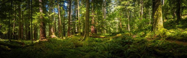 Panorama Of Hoh Rainforest With Warm Light Flooding In