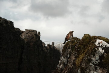 person on top of a mountain