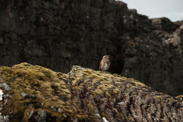 lizard on rock