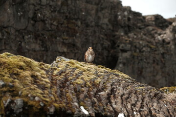 squirrel on the rocks