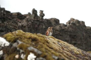 wild boar in the mountains