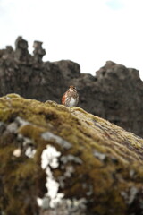 snail on rock