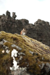 lichen on the rock