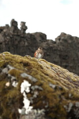 bird on a rock