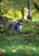 Squirrel, Bristol