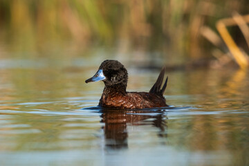  Lake Duck in Pampas Lagoon environment, La Pampa Province, Patagonia , Argentina.