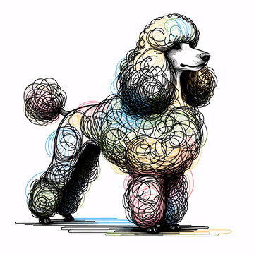 recommend clip art: Poodle Dog
