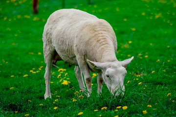 Sheep at Ottawa Experimental Farm