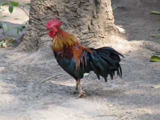 rooster at the base of a tree