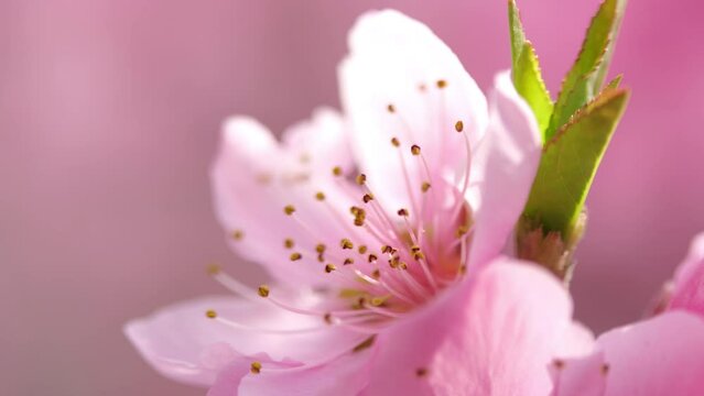 桜のしべ（アップ）