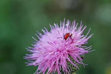 Sunday morning walk in the meadows, El Sendero, beetle taking refuge after a rainy day. a grasshopper taking shelter on a flower