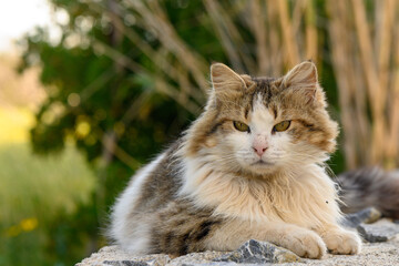 Obraz premium Tricolor cat lies on a stone fence near the lattice in the garden