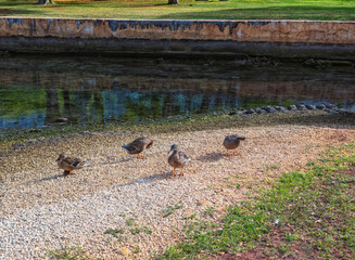 Four Ducks Sunning at the Ala Moana Lagoon in Hawaii.