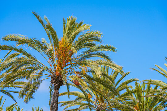 A group of Phoenix date palm trees with clear blue sky