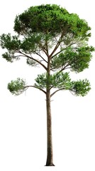 single mediterranean pine tree, white background