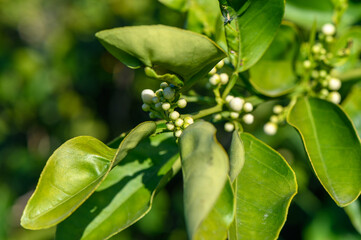 Beautiful white blooming lemon flower with dew drops background. Macro photography