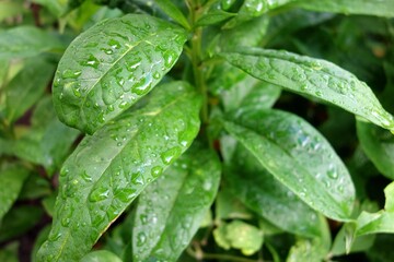 Wet leaves of plants after heavy rain