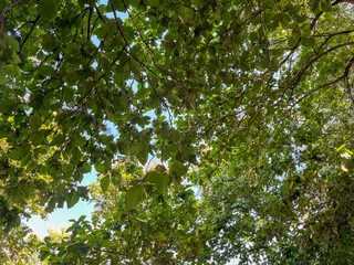 green leaves on the sky