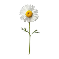 Isolated transparent background with a lovely daisy blossom. Floral beauty concept.