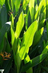 Heliconia psittacorum plant in the garden