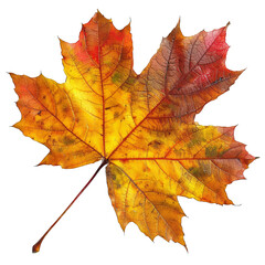 Obraz premium A leaf of a tree is shown in full color