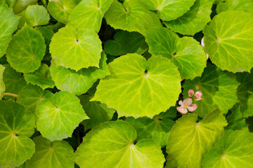 Begonia plants in the garden