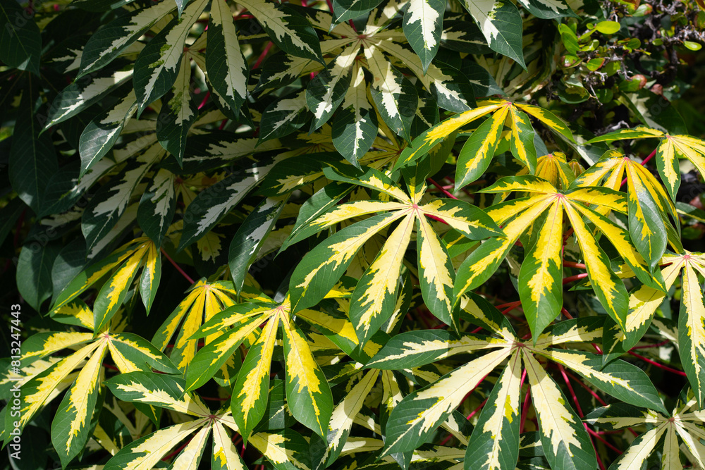 Sticker cassava plant (manihot esculenta). green and yellow leaves