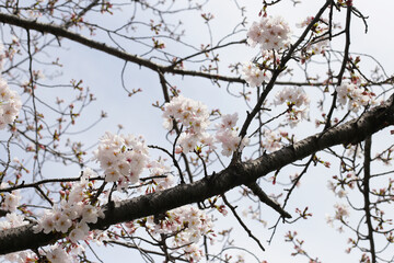 Branches of sakura flowers, cherry blossom
