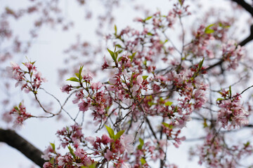 Branches of sakura flowers, cherry blossom