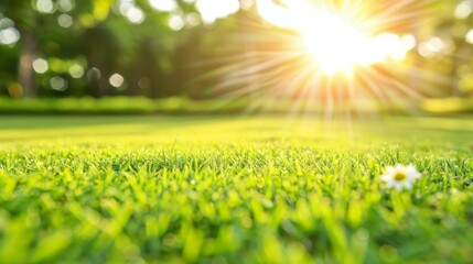 Obraz premium Picturesque sunset casting warm light on verdant meadow with charming white daisies