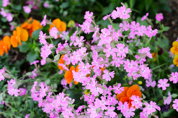 Silene pendula pink flower in the garden