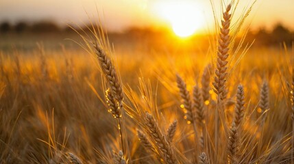 Obraz premium Golden ears of wheat on the field at sunset. Nature background.