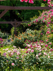 鮮やかな薔薇が咲く植物園の風景